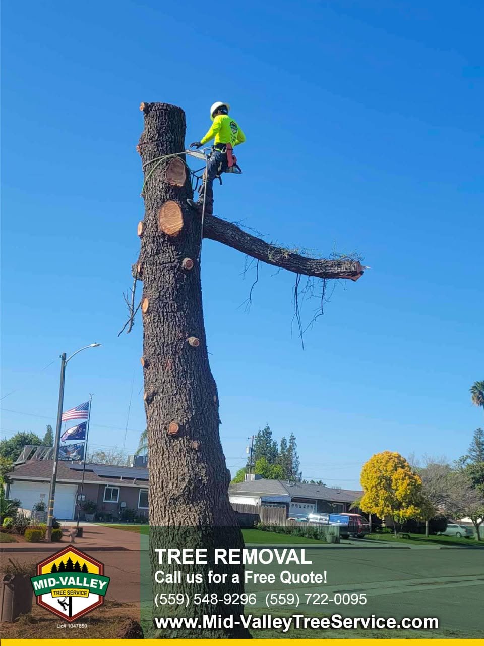 tree removal